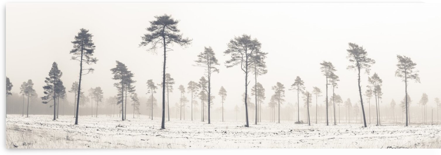Snowy forest in winter by Assaf Frank