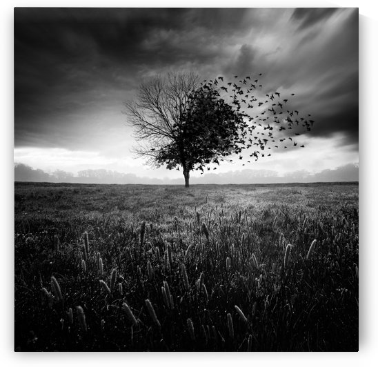 Illusion d'un printemps perdu by 1x