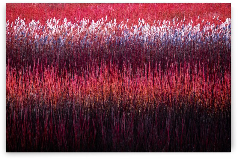 The wicker frontiers by 1x