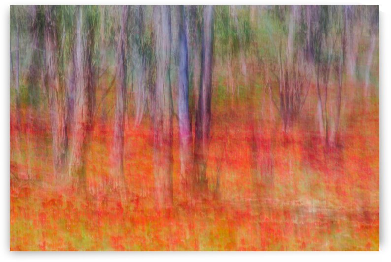 Anemones in the forest by 1x